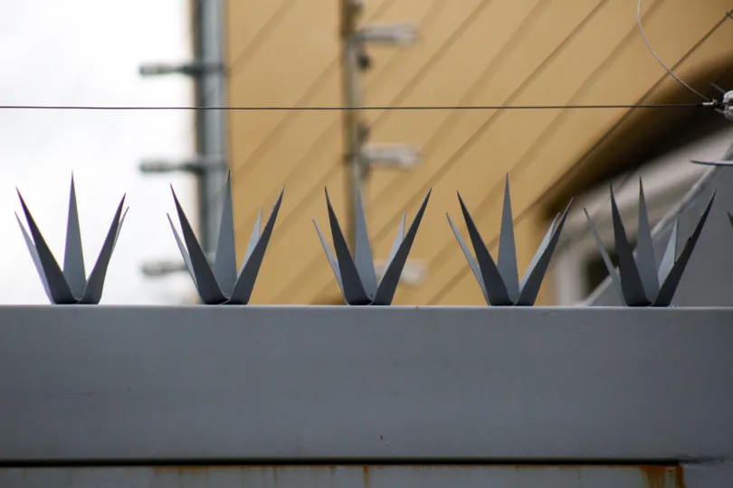 Puntas de agave de acero sobre barda residencial